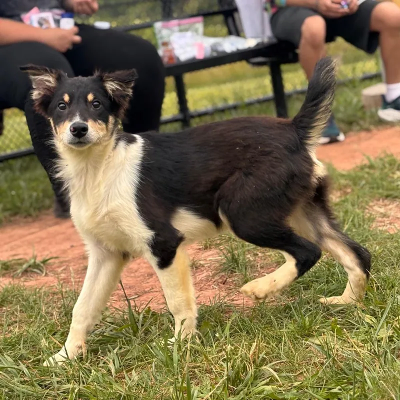 A baby small-sized male Black Collie dog named Downtown for adoption in York, PA