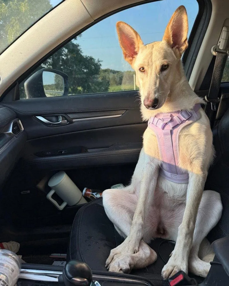 A young medium-sized female German Shepherd Dog dog named Honey for adoption in Bloomfield, CT