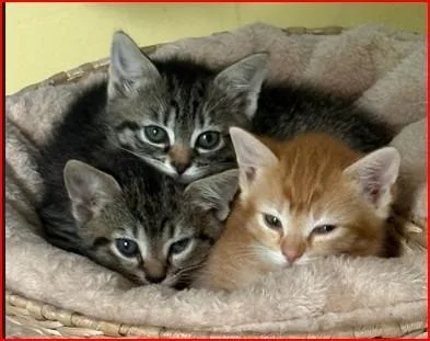 A baby medium-sized female Domestic Short Hair cat named Mistyfoot for adoption in Cumberland, ME
