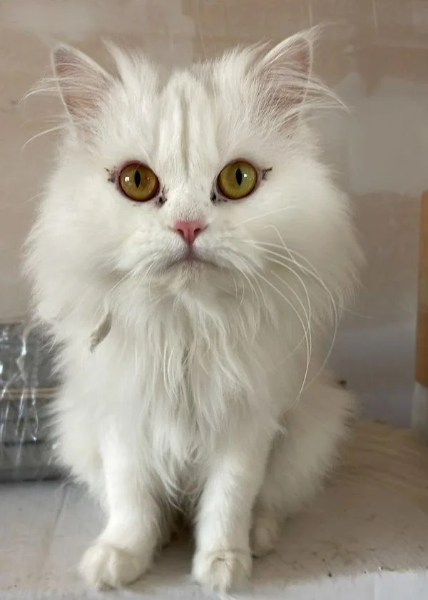 An adult medium-sized female Domestic Long Hair cat named Crystal for adoption in Staten Island, NY