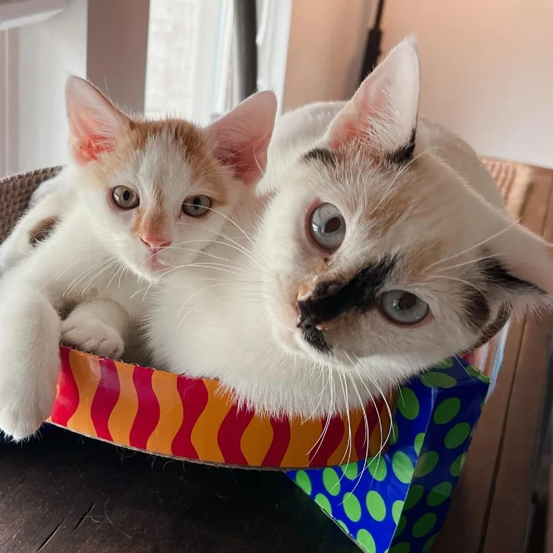 Jasmine thumbnail 2
