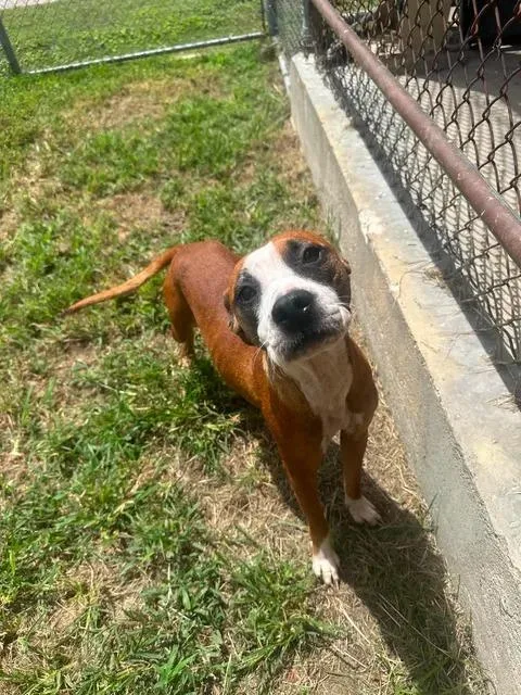 A young medium-sized female Apricot / Beige Pit Bull Terrier dog named Tacobella for adoption in Austin, TX