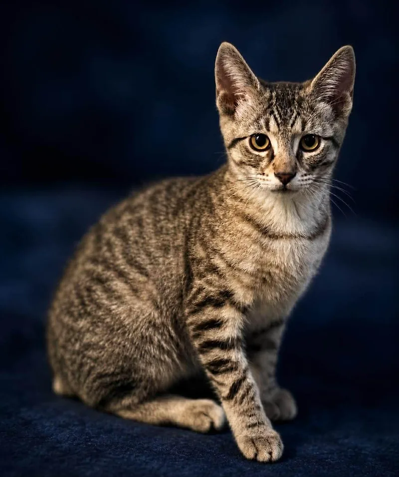 A baby small-sized male Tabby (Brown / Chocolate) Domestic Short Hair cat named Coming Soon  Tally for adoption in Sisseton, SD