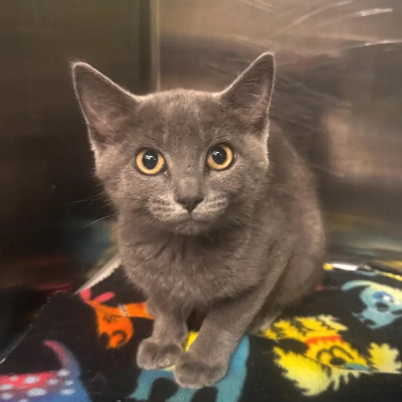 A baby small-sized female Gray / Blue / Silver Domestic Short Hair cat named Imogen for adoption in Belleville, IL