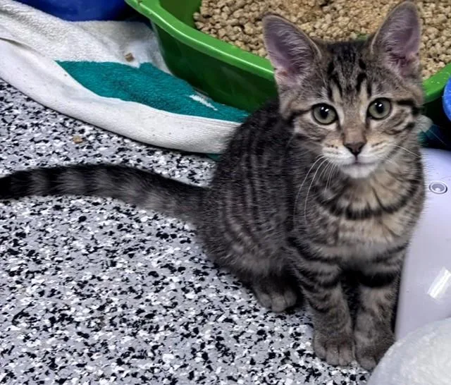 A young medium-sized male Tabby (Tiger Striped) Domestic Short Hair cat named Pete for adoption in Allegan, MI