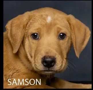 Samson thumbnail 2