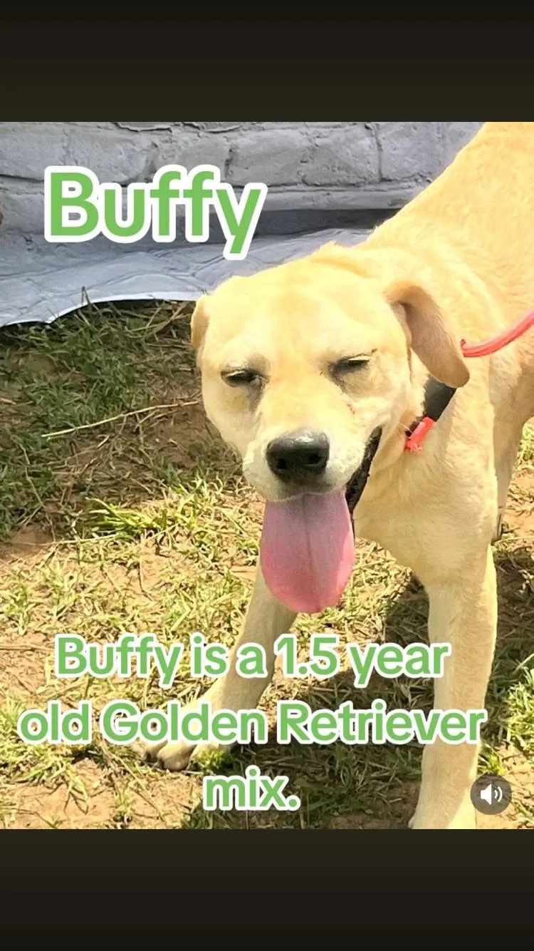 A young medium-sized female Golden Retriever dog named Buffy for adoption in Paradise, TX