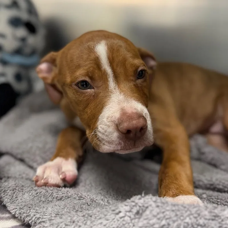 A baby small-sized male Yellow / Tan / Blond / Fawn Mixed Breed dog named Koda for adoption in West Chester, PA