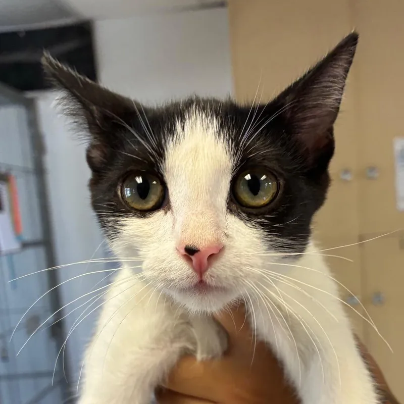 A baby small-sized female Black Domestic Short Hair cat named Cece for adoption in Santa Barbara, CA
