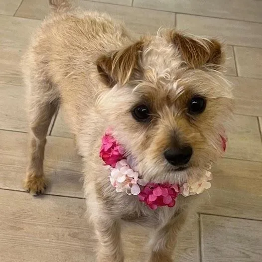 A young small-sized female Terrier dog named Charlotte for adoption in Mesquite, NV