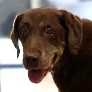 A senior medium-sized female Labrador Retriever dog named Chloe for adoption in Brenham, TX