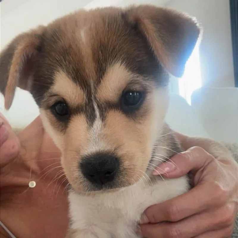 A baby medium-sized male White / Cream Husky dog named Chewbacca for adoption in Allen, TX
