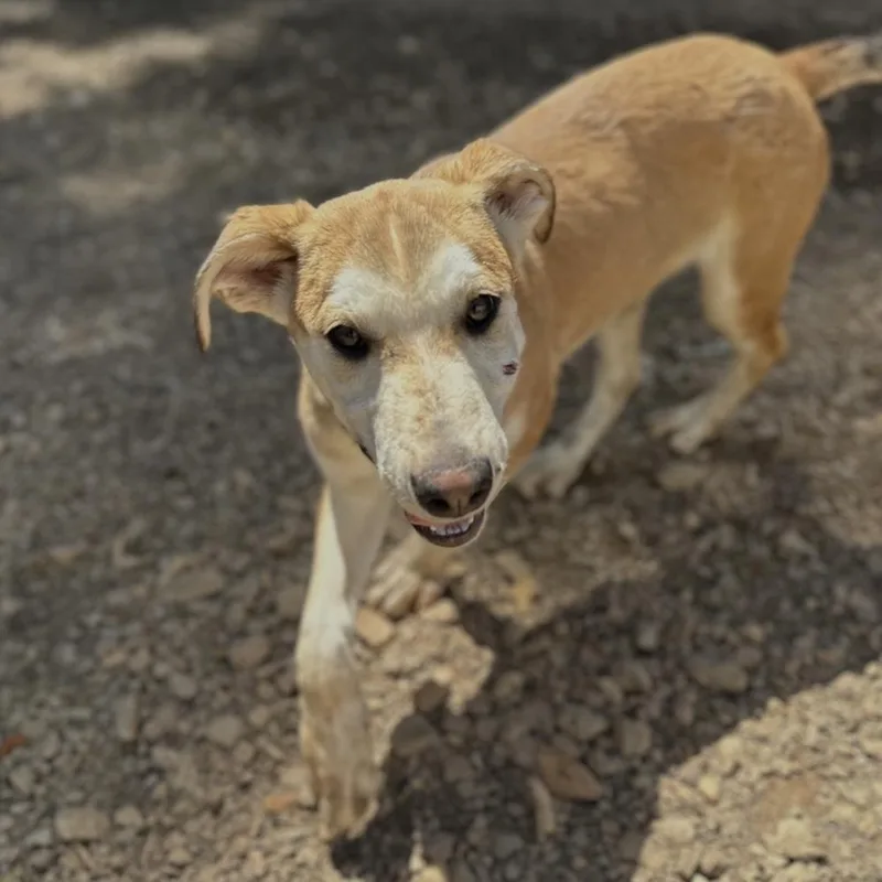 Parrot Head thumbnail 4