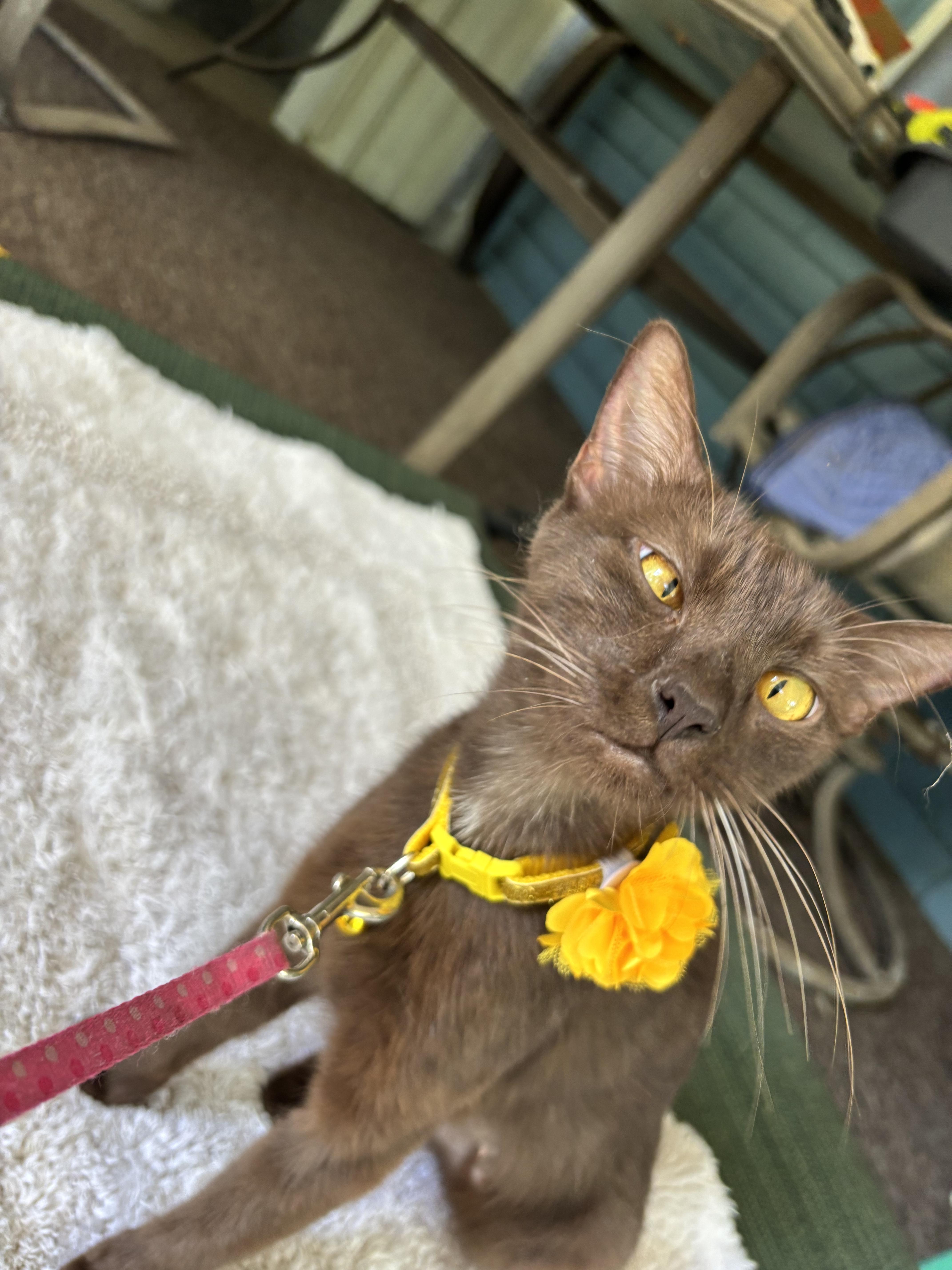 A young medium-sized female Brown / Chocolate Havana cat named Heidi for adoption in Jacksonville, FL