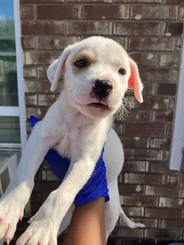 A baby medium-sized male Mixed Breed dog named Lincoln Loud for adoption in Dallas, TX