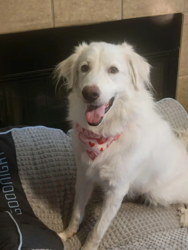 A young large-sized female Great Pyrenees dog named Yuki ATX for adoption in Quinlan, TX