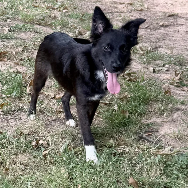 A young small-sized female Black Spaniel dog named Molly for adoption in Broken Arrow, OK