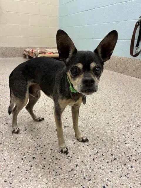 A senior small-sized male Chihuahua dog named Pesci for adoption in Littleton, CO
