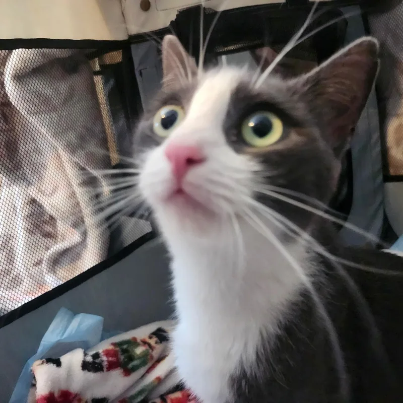 A young small-sized female Black & White / Tuxedo Tuxedo cat named Arugula for adoption in Staten Island, NY