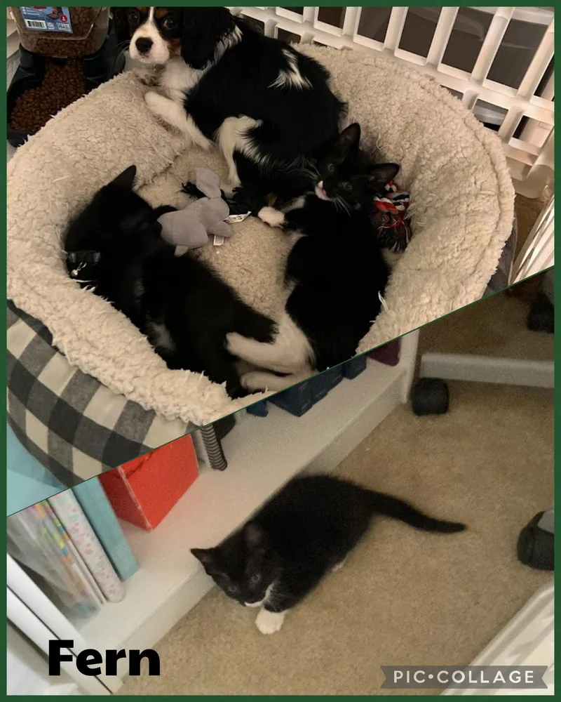 A baby small-sized male Black & White / Tuxedo Domestic Short Hair cat named Fern for adoption in Newberg, OR