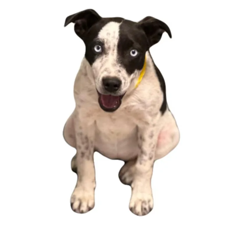 A young medium-sized female Catahoula Leopard Dog dog named Addison for adoption in Red Bluff, CA