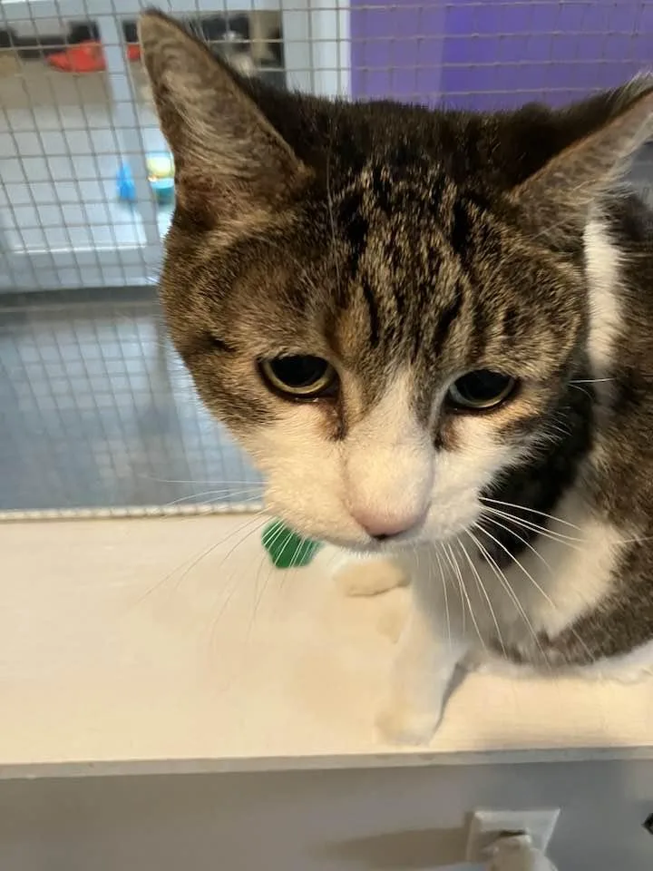 A senior medium-sized female Tabby (Brown / Chocolate) Domestic Short Hair cat named April for adoption in Lincoln, NE