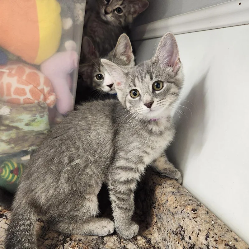 A baby small-sized female Gray / Blue / Silver Domestic Short Hair cat named Berenice for adoption in Delaware, OH