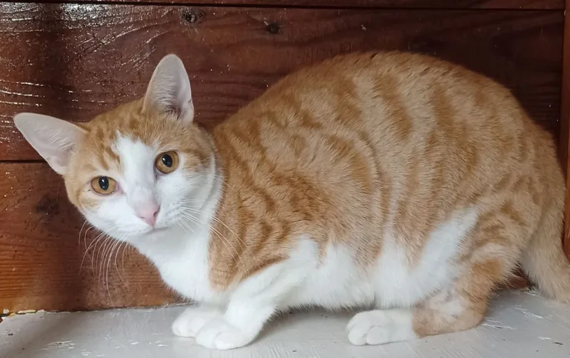 Orange & Then Some thumbnail 2