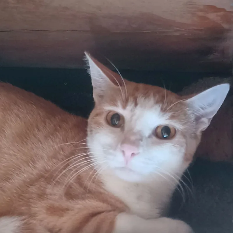 Orange & Then Some thumbnail 3