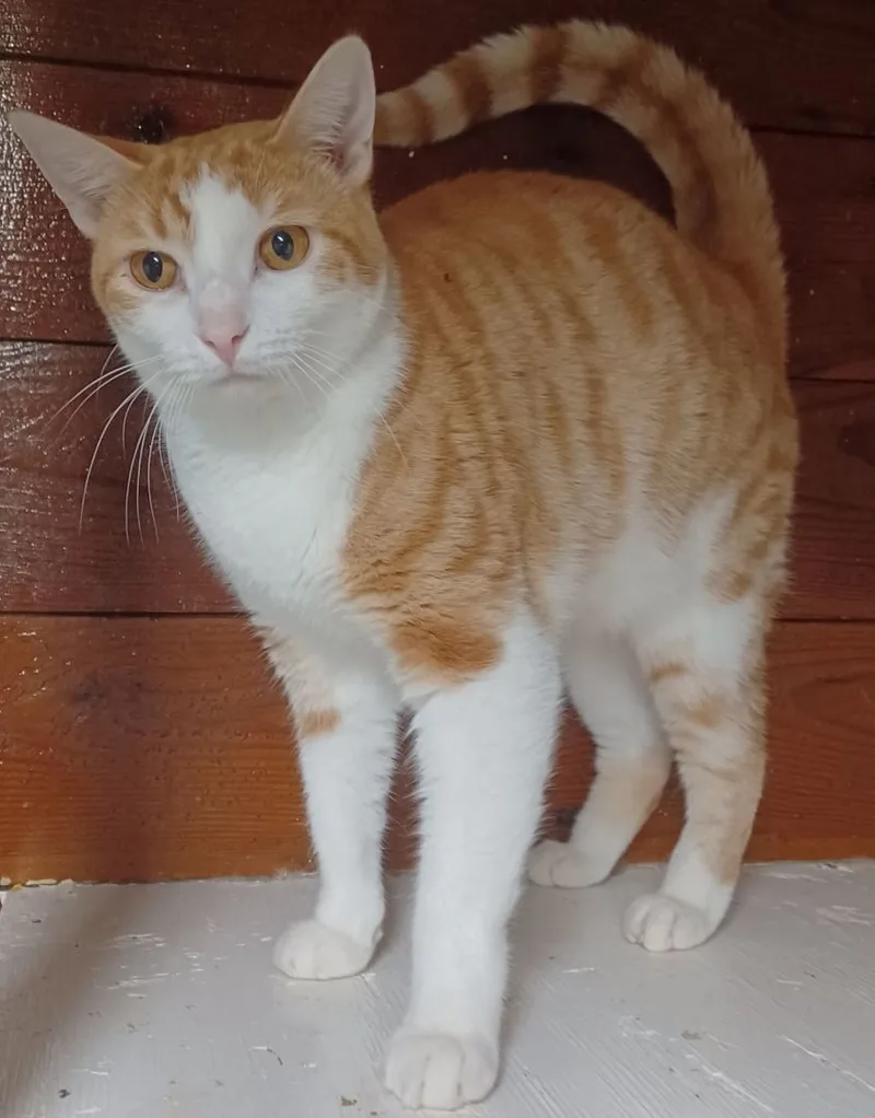 Orange & Then Some thumbnail 4