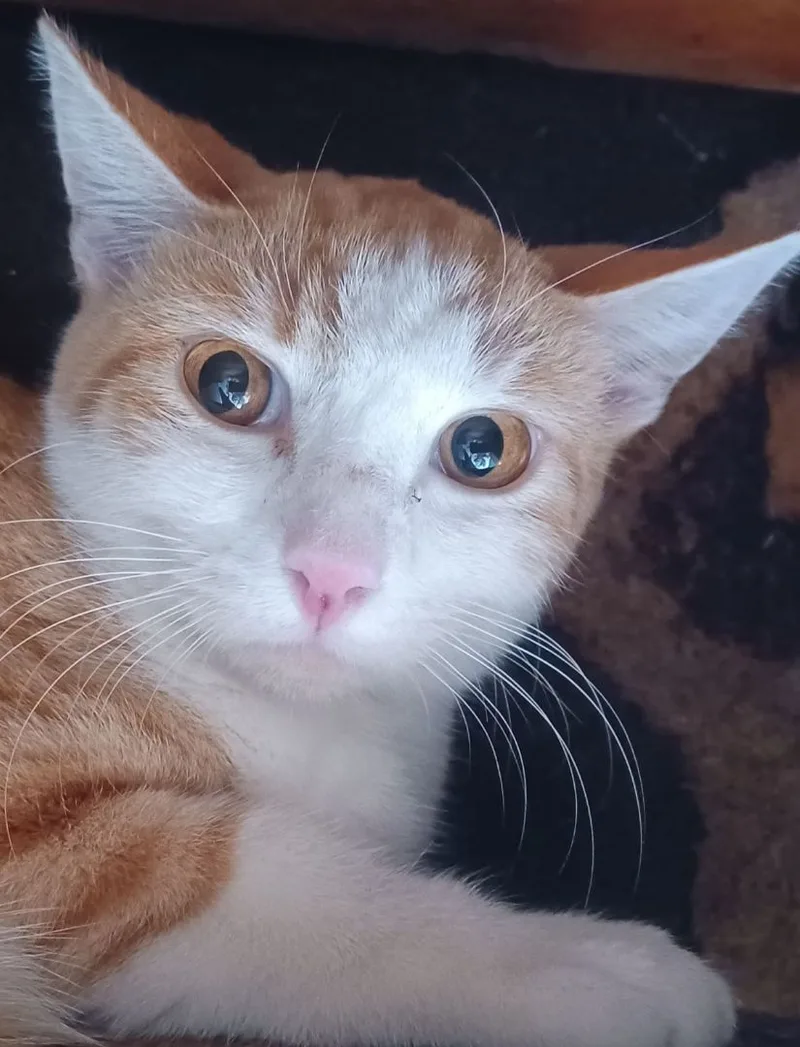 Orange & Then Some thumbnail 5