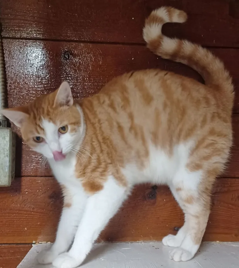 Orange & Then Some thumbnail 6