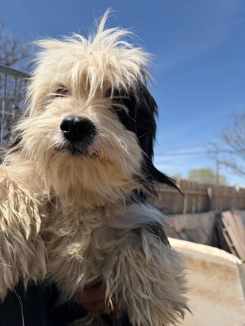 Sponsor Me  Prince thumbnail 2