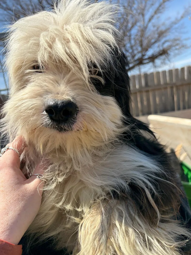 Sponsor Me  Prince thumbnail 3