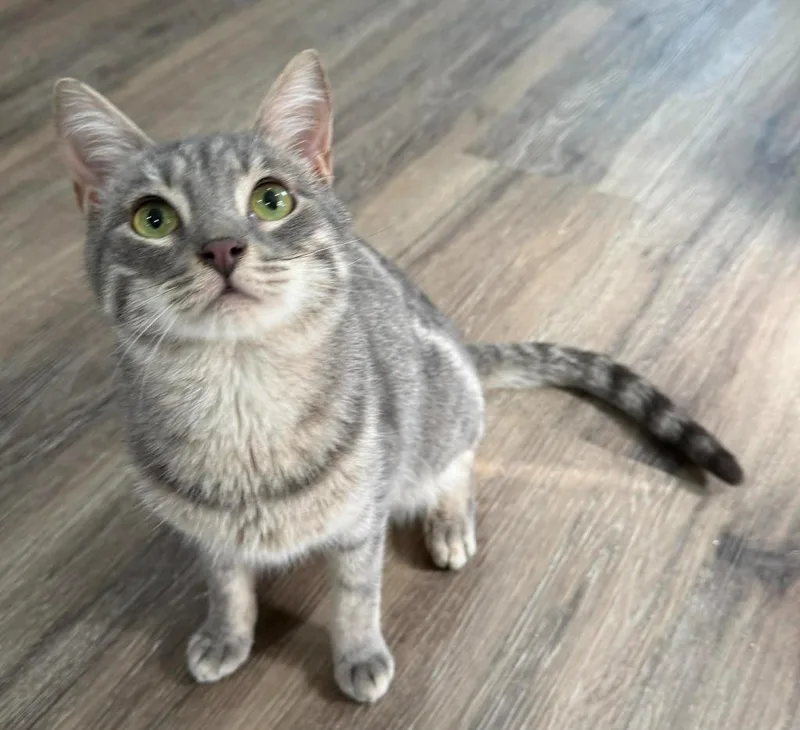 A young medium-sized male Domestic Short Hair cat named Dave for adoption in Hoover , AL