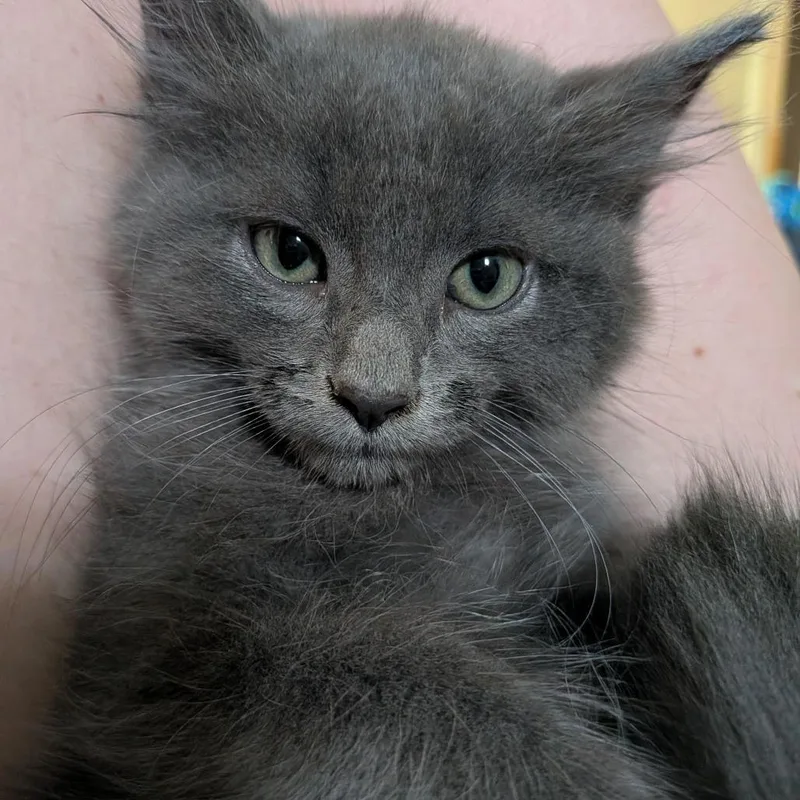 A baby small-sized male Domestic Medium Hair cat named Greyson for adoption in Irwin, PA