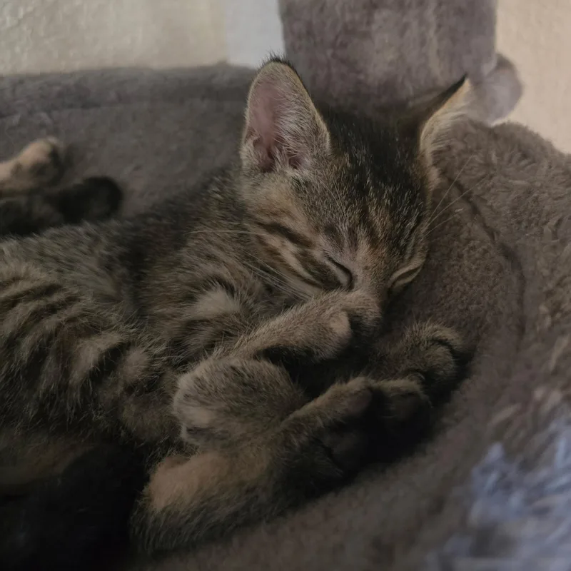 A baby small-sized female Tabby (Brown / Chocolate) Tabby cat named River for adoption in Hayward, CA