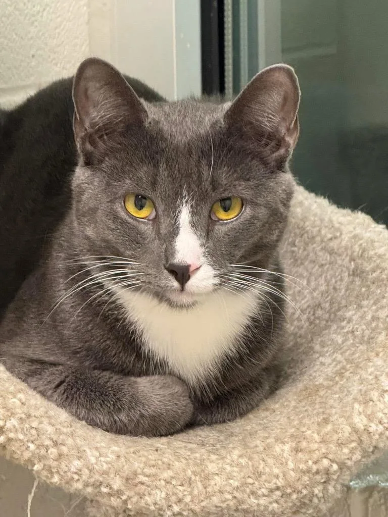 Simon