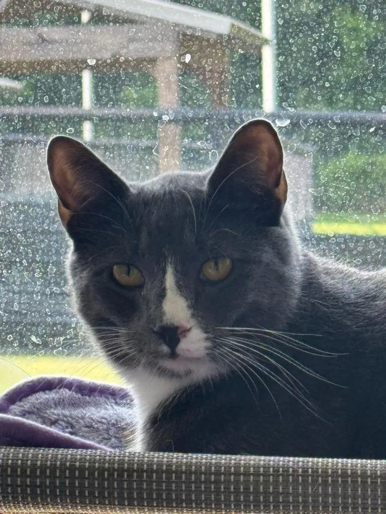 Simon thumbnail 5