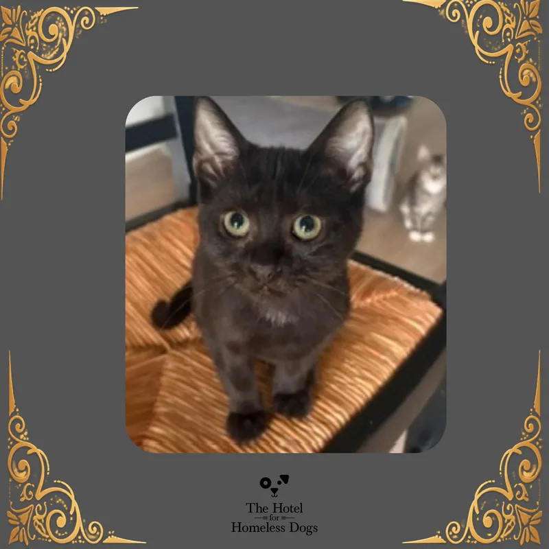 A baby medium-sized male Black Domestic Short Hair cat named Ebby for adoption in Cumberland, RI