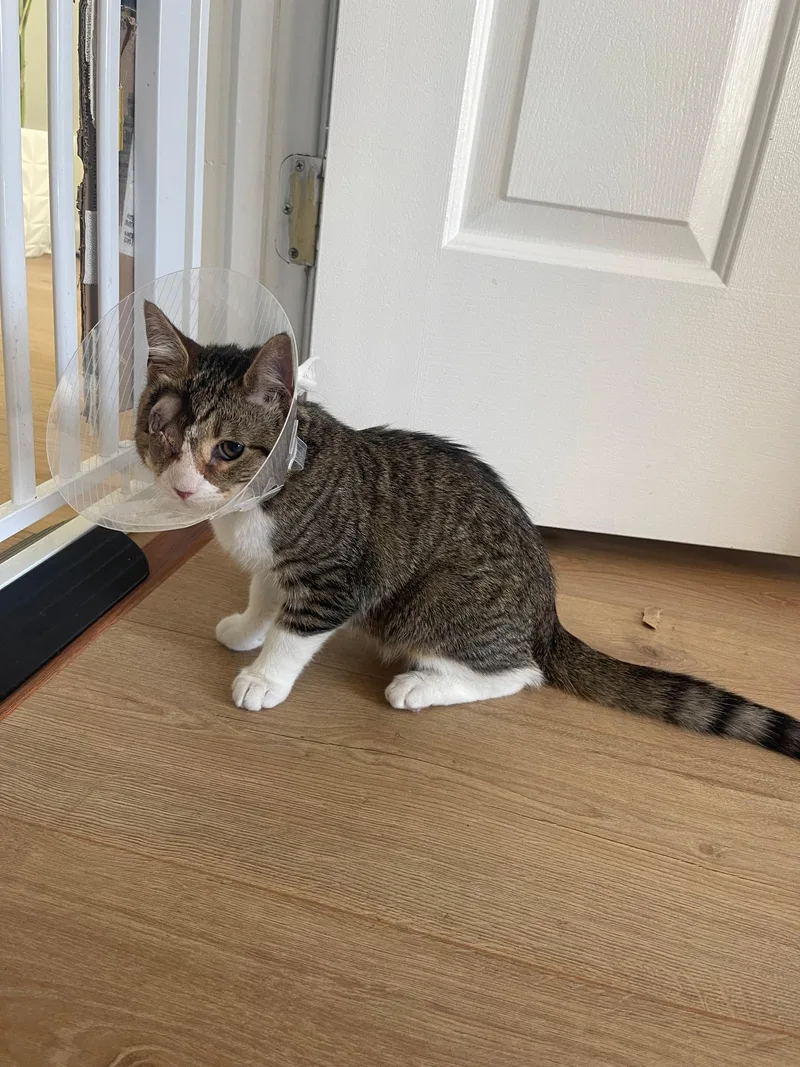 A baby medium-sized male Tabby (Brown / Chocolate) Domestic Short Hair cat named Levi for adoption in Morristown, NJ