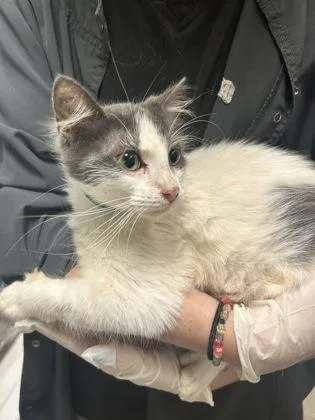 A young medium-sized male Domestic Short Hair cat named Perry for adoption in Picayune, MS
