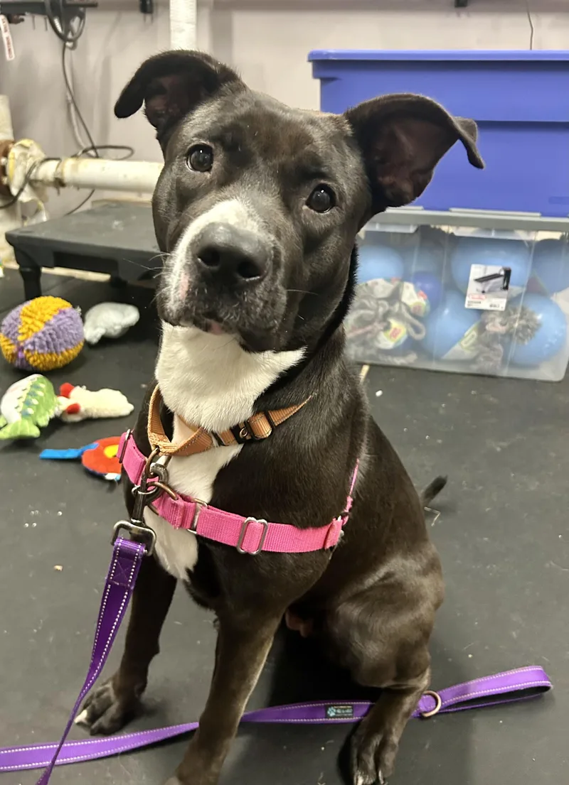 Queenloves People. Smart & thumbnail 2