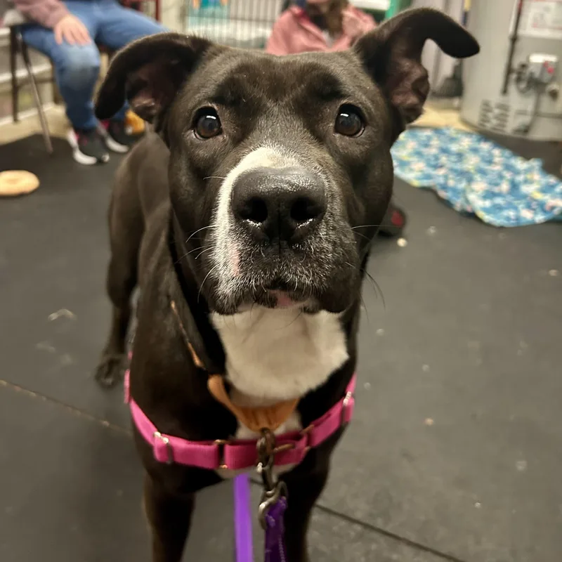 Queenloves People. Smart & thumbnail 3