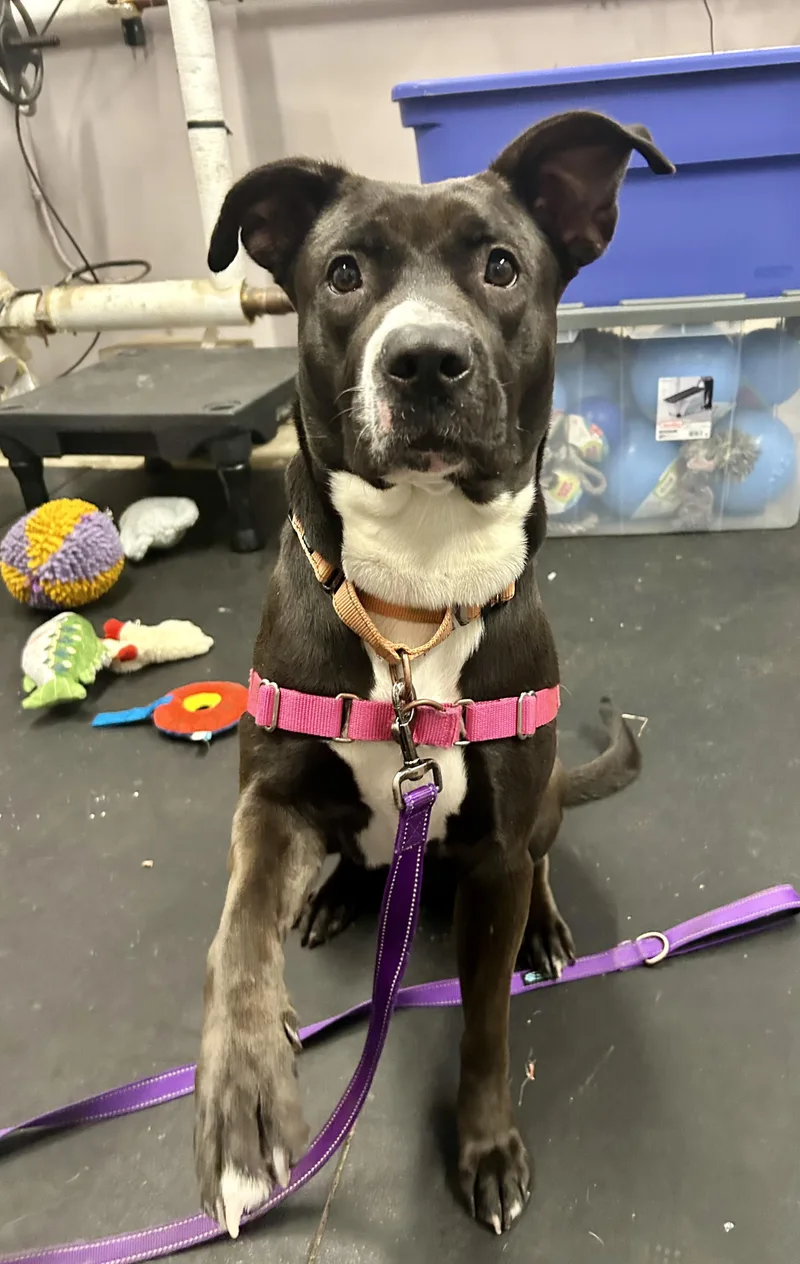 Queenloves People. Smart & thumbnail 4