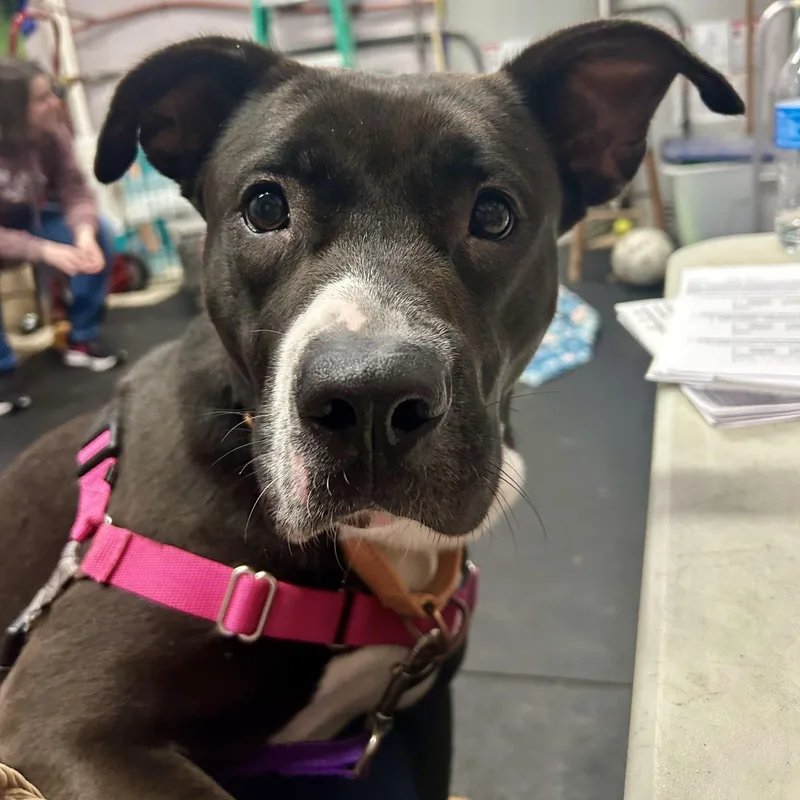 A young medium-sized female Mixed Breed dog named Queenloves People. Smart & for adoption in Oshkosh, WI
