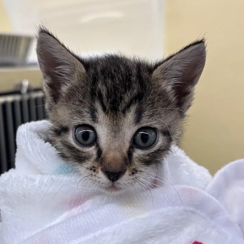 A baby small-sized female Brown / Chocolate Domestic Short Hair cat named Suzy for adoption in Concord, NH