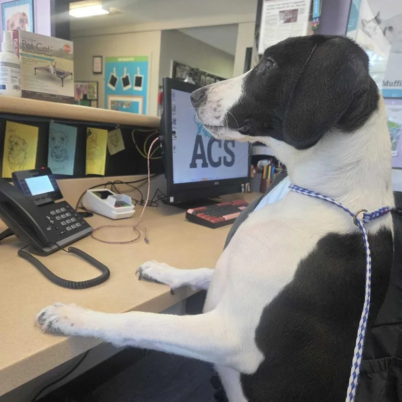 A young medium-sized male Black Basset Hound dog named Marathon for adoption in Louisville, KY