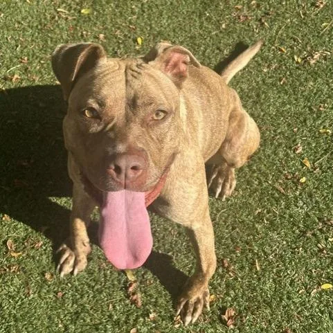 An adult large-sized female Pit Bull Terrier dog named Sierra Leon for adoption in Indianapolis, IN