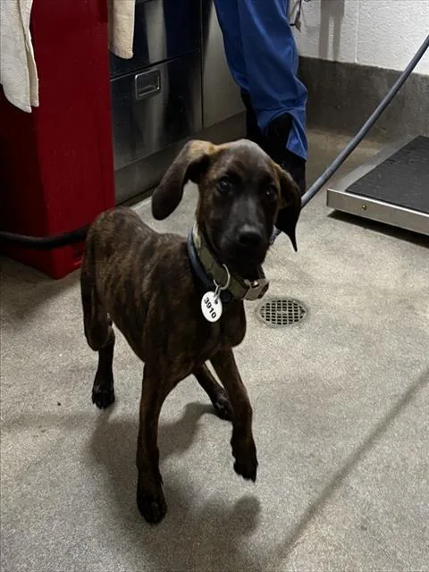A baby small-sized male Plott Hound dog named Kenny for adoption in Upper Marlboro, MD